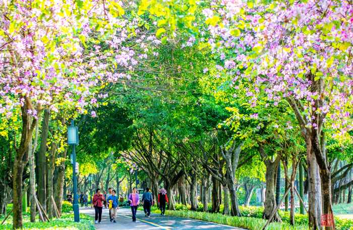 壹周美圖：不負春光，我們一起走花路吧