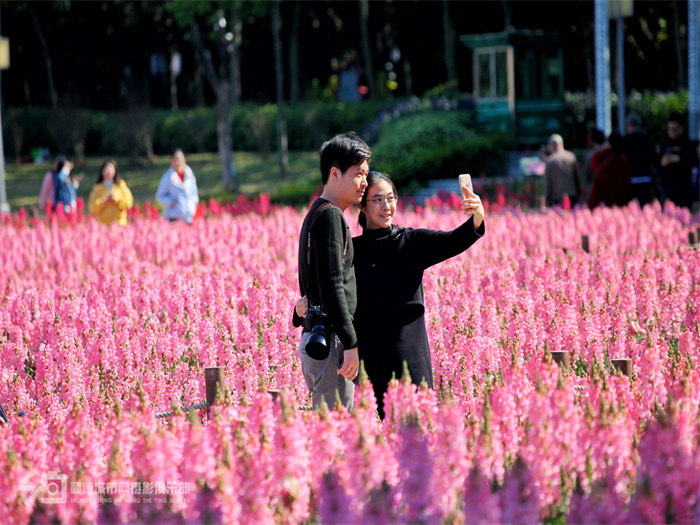 壹周美圖：在順德，遇見花開、暖陽與你