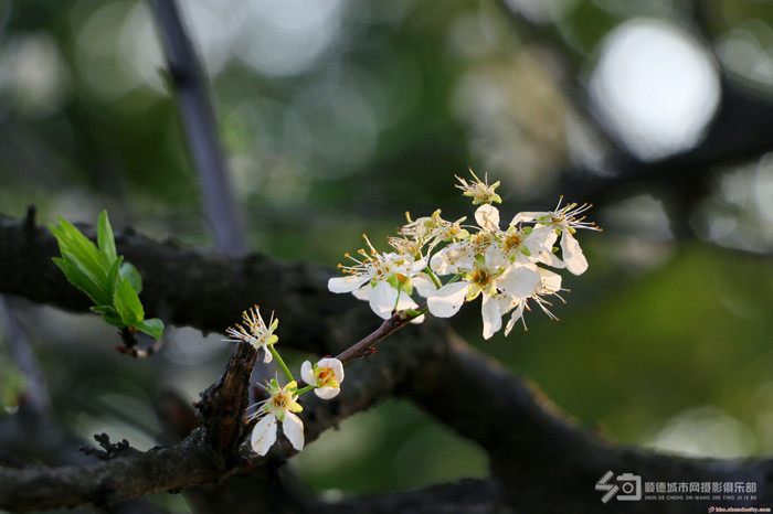 鳳城詩語 | 迎一場春雨，等一片花開