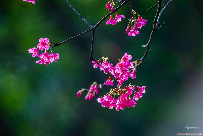 “霸屏”朋友圈的它又來了！賞花約起來！