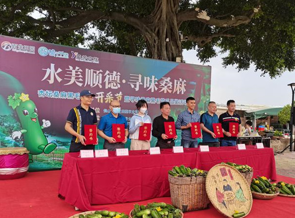 杏壇桑麻黑毛節(jié)瓜開采，打造產(chǎn)業(yè)鏈模式