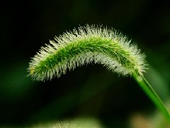 陽光照耀下，這種會發(fā)光的植物美爆了！
