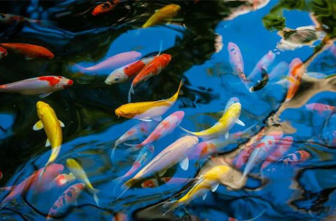 清暉園三寶之一“魚”你相約，一起醉心園林吧~