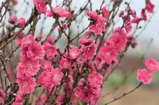 順德花市即將開啟！勒流桃花來“打頭陣”→