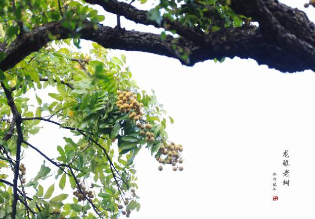 河涌邊上的老龍眼樹