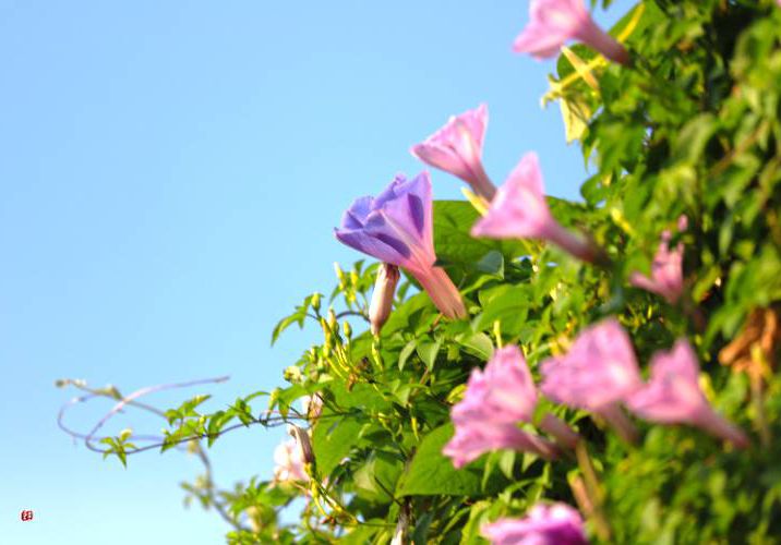 夏天的“寵兒”——牽牛花