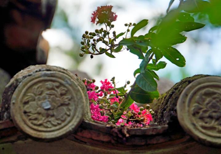 清暉園林紫薇花開別樣美