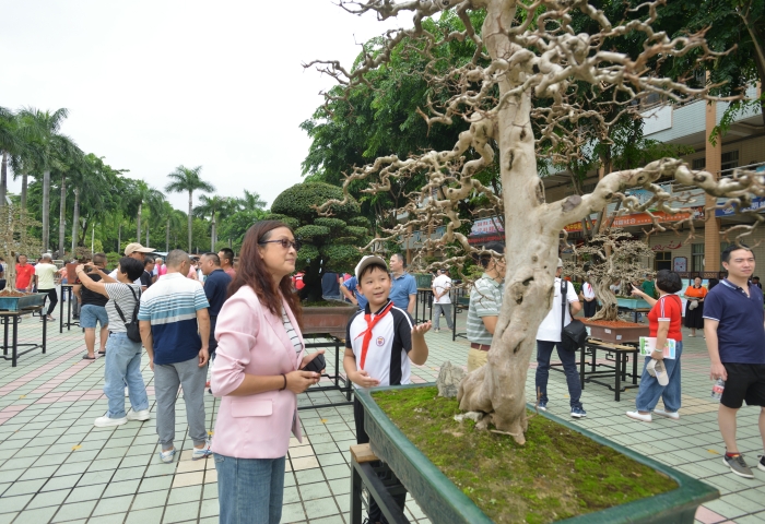 首屆省級嶺南盆景教學實踐博覽會在均安舉行