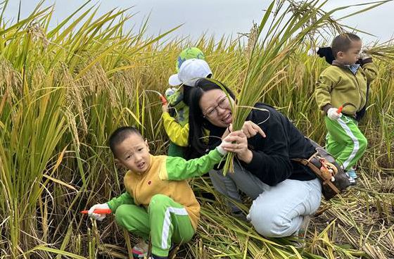 收割稻谷、脫粒……大良這群萌娃變身“小農(nóng)夫”