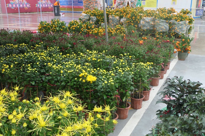 勒流迎春花市來了，300個攤位等你報名