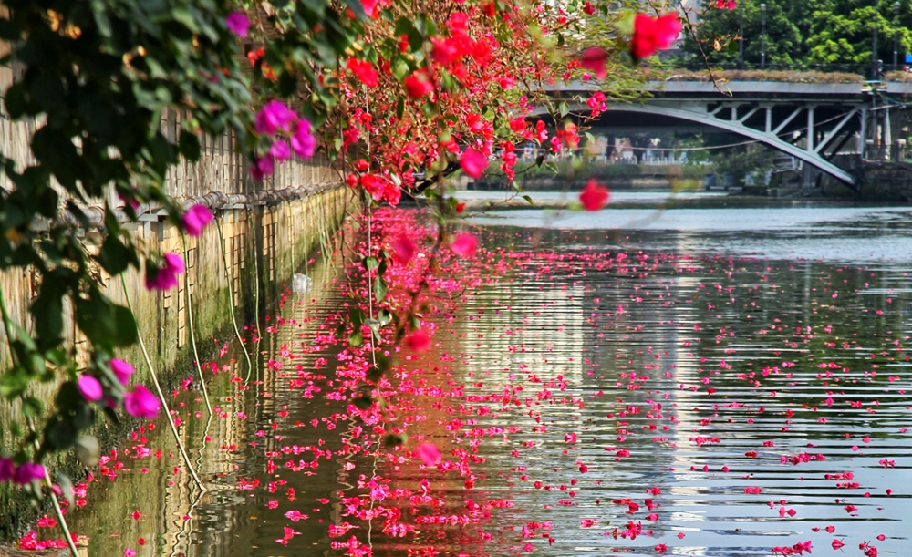 大良河畔，紅了！