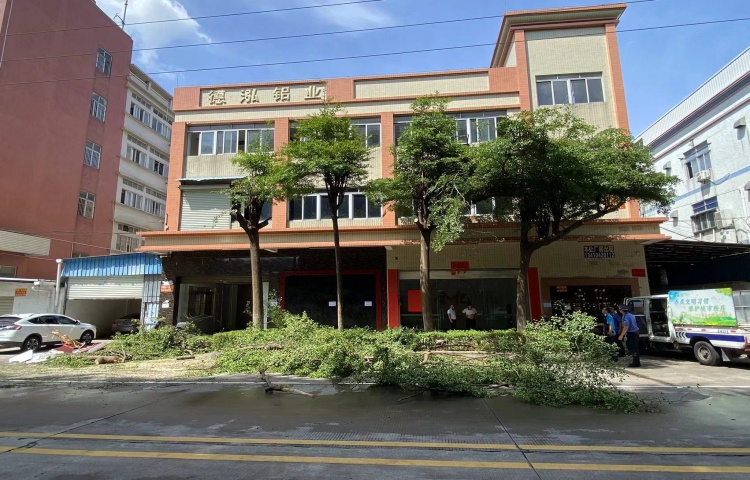 擅自修剪樹木？罰！均安全力“看好”居民“剪刀”助力綠美建設