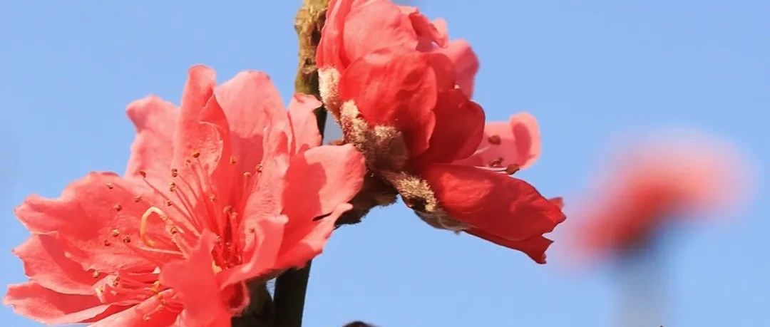 準(zhǔn)備好來連杜“行桃花運(yùn)”了嗎？附今年勒流3場花市攻略→