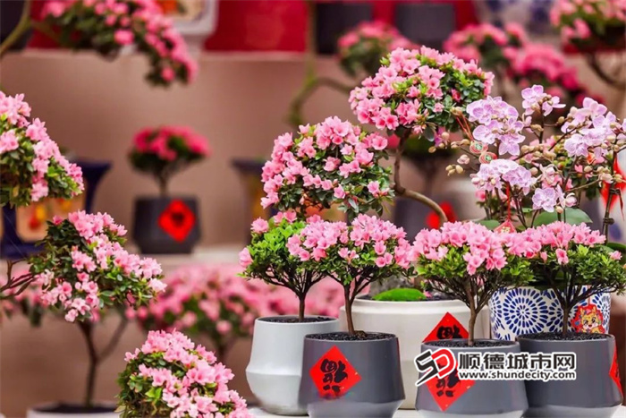 逛花市，不用愁！順德迎春花市超全攻略→