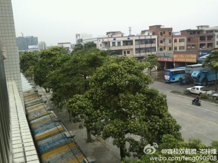 這是什么樹？