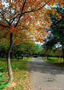 楓葉紅了