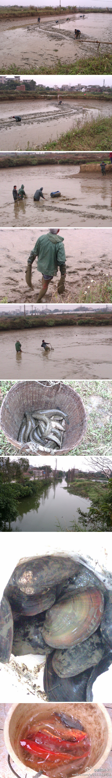 家鄉干魚塘抓魚