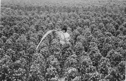 清末至1978年的陳村花卉種植