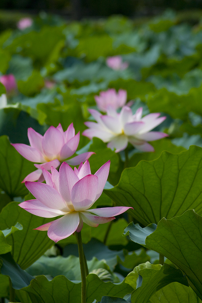 陳村仙涌村