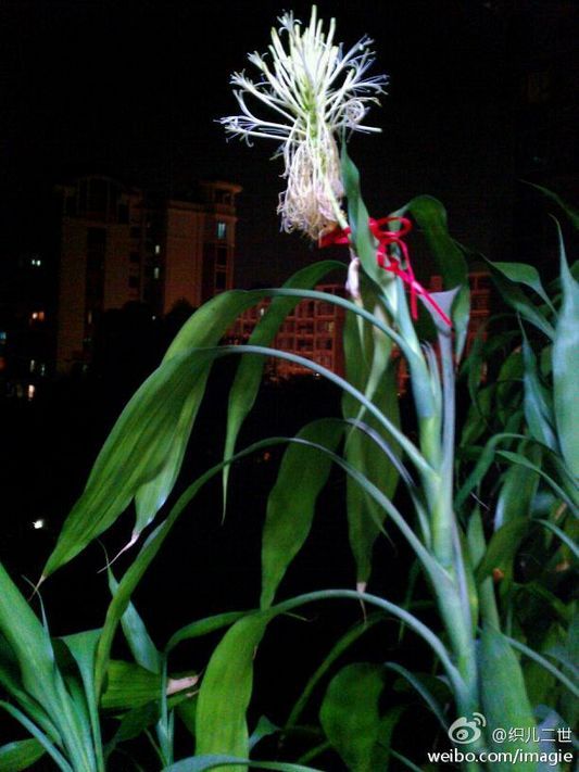 富貴竹開花