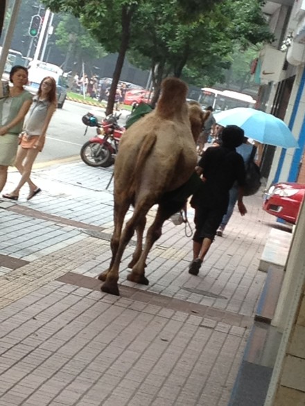 順德最大寵物