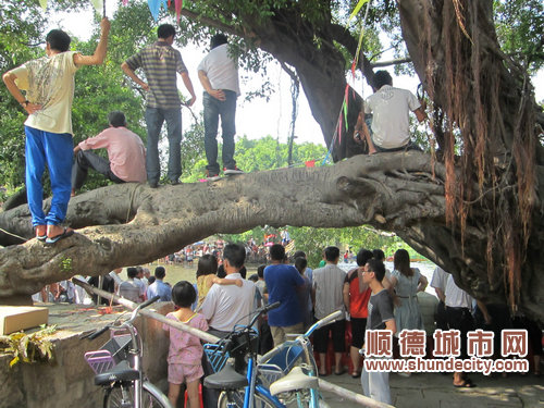 “上樹(shù)”睇比賽去