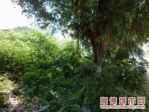 村居綠化欠打理，野草“鳩占鵲巢”