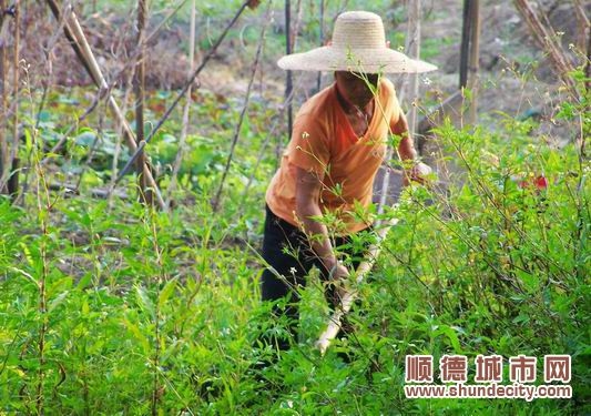 發展農村：不能東一榔頭西一棒，要有規劃