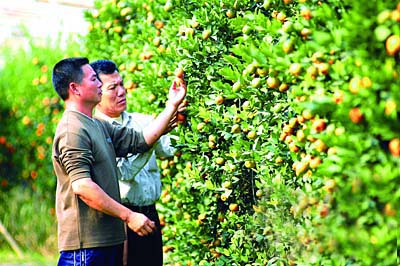 財稅局：財政分配體現工業反哺農業
