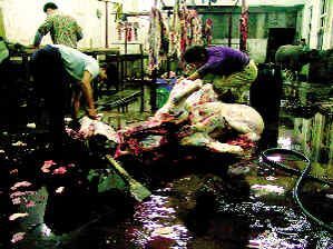 高明肉聯廠竟售注水牛肉