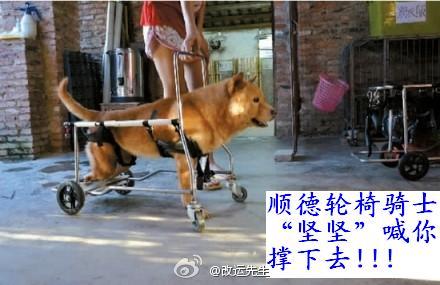 順德輪椅騎士“堅堅”喊你撐下去