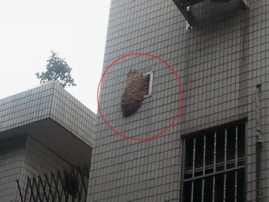 環(huán)山路驚現(xiàn)巨型蜂巢