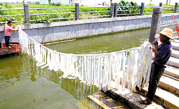養生物菌吃污水 建生態示范涌