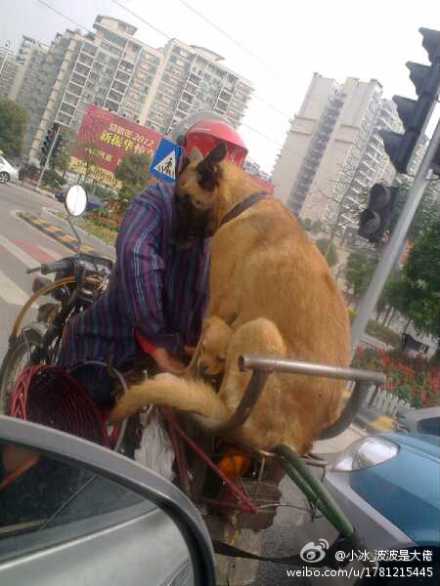 會(huì)坐車(chē)的狗狗