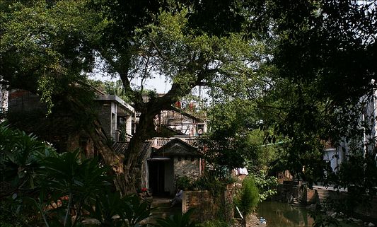 順德再現(xiàn)古樹 龍江居首位
