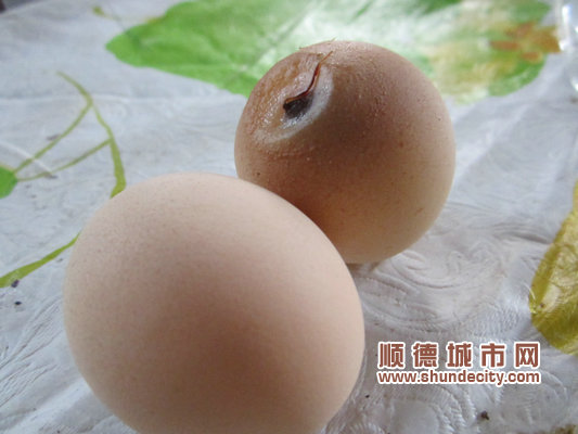 雞蛋也瘋狂，生出來后竟長尾巴！