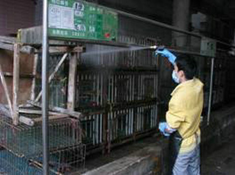 陳村：預防H7N9，“每天清洗，每周大掃除”
