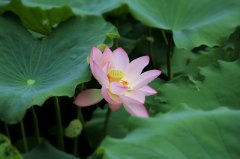 圖集：順峰山下好風光，荷花香里共徜徉