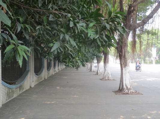 樹枝長勢茂盛擋道，市民稱“要理發(fā)”