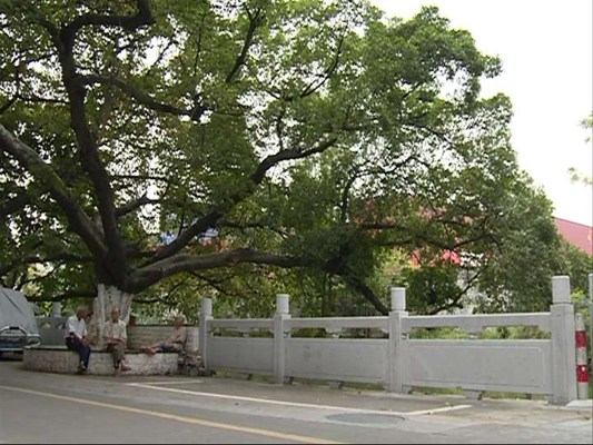 百年樟樹蔚然成林，黃連建成精品公園