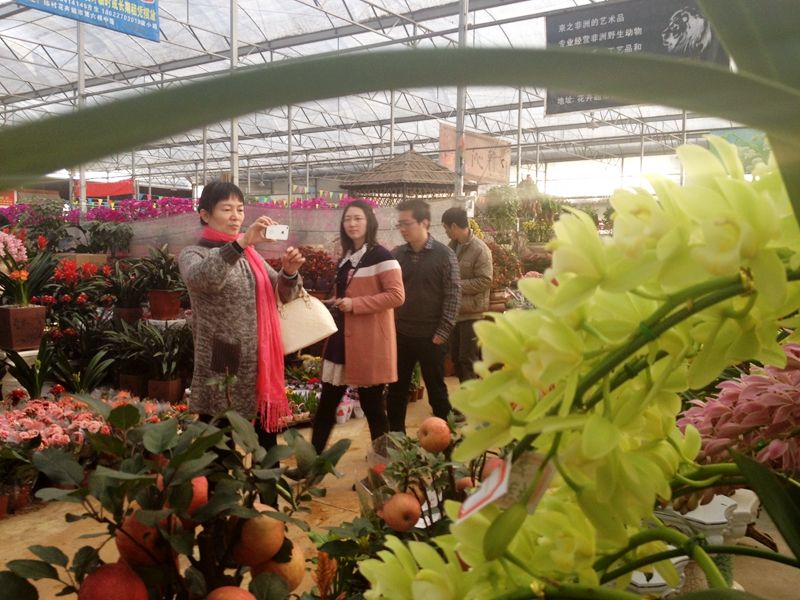 記者探營：陳村花市未開，年花已開賣