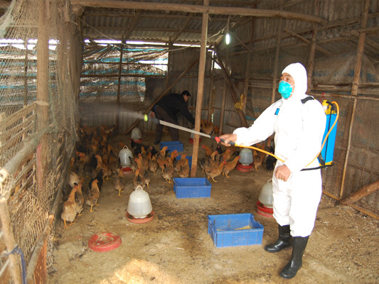 順德嚴控H7N9：市場防控緊抓不放