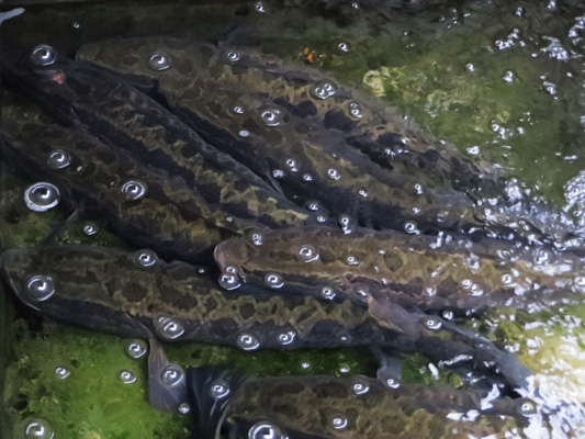 順德生魚品牌新探：一農民欲養超雄生魚