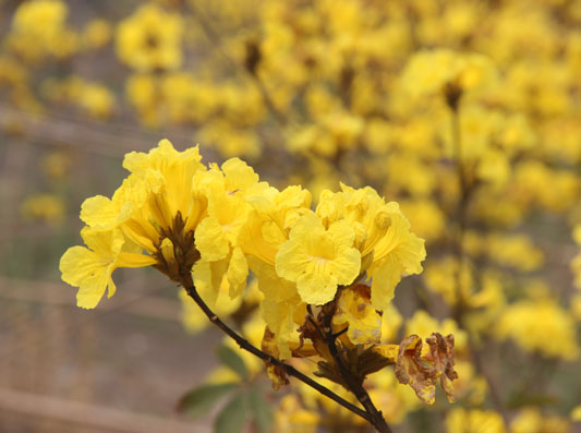 容桂：快來！到德勝河南岸看黃花風鈴