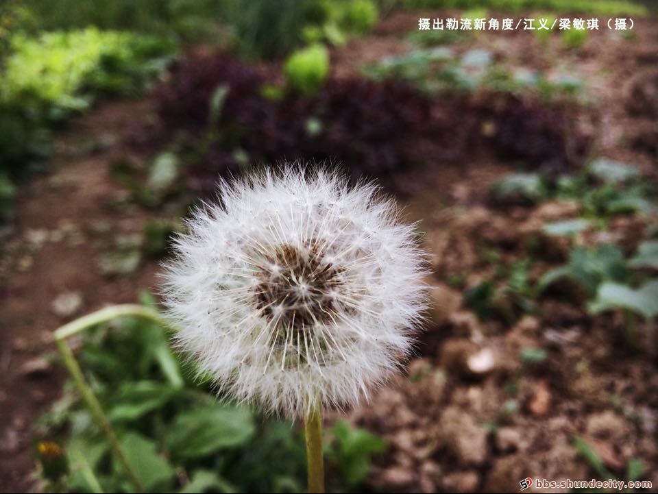攝出勒流新角度：對(duì)家鄉(xiāng)的愛！