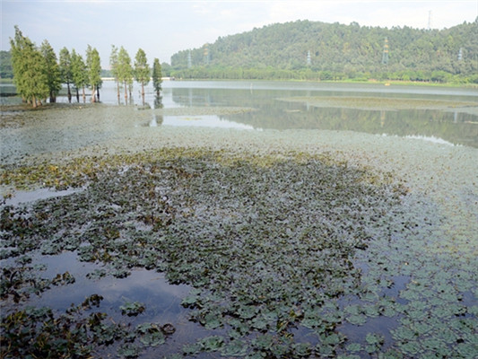 水草現(xiàn)落葉滿地，順峰山公園又臟了！