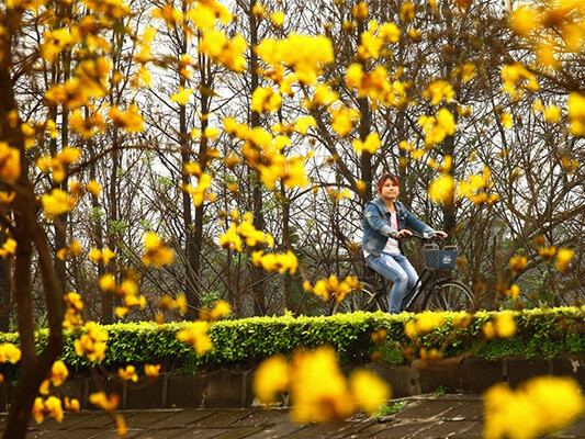 壹周美圖：繁華都市，在金色春天中沉醉