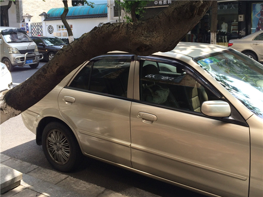  大良：大樹“霸占”車位市民“支招”