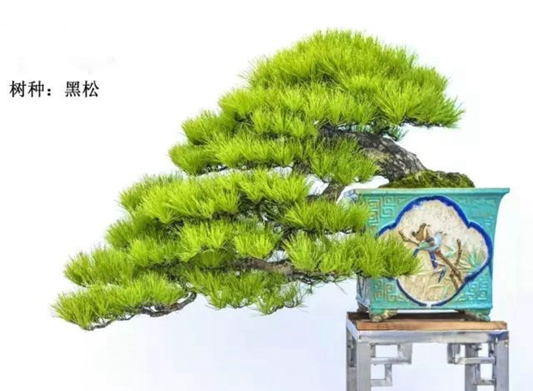 約？順德第三屆嶺南盆景精品邀請展來啦