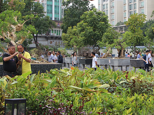 國慶假期不想堵在路上，就在容桂看盆景